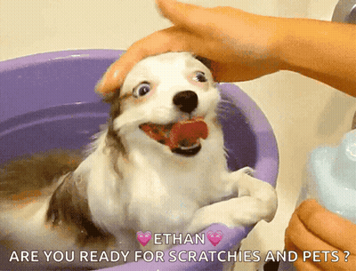Dog Bathed In Purple Bucket Saying Ethan Ready For Scratchies And Pets GIF