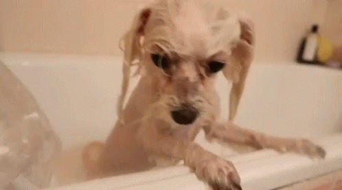 Dog Bathing In Bathtub With Shampoo Bottle GIF