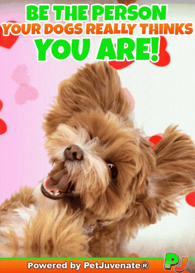 Dog Be The Person Your Dog Thinks You Are GIF