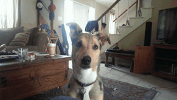 Dog Begging Trick GIF