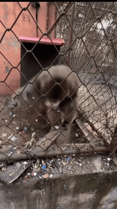Dog Behind Chain Link Fence
