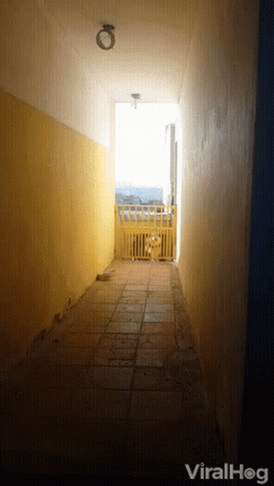 Dog Behind Yellow Fence With Viralhog GIF
