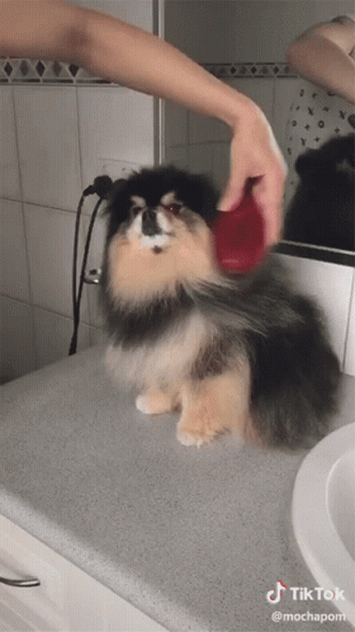 Dog Being Brushed In Bathroom With TikTok Watermark GIF