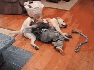 Dog Being Brushed In Bathroom With TikTok Watermark GIF