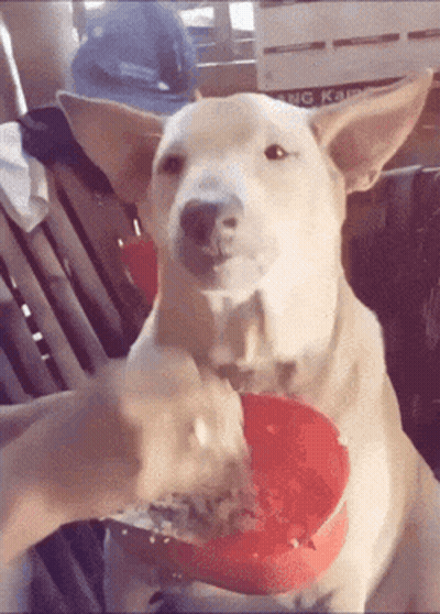 Dog Being Fed From Red Bowl On Chair GIF