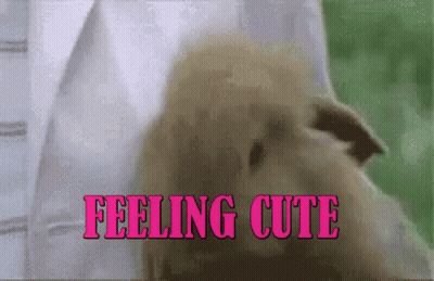 Dog Being Held Feeling Cute GIF