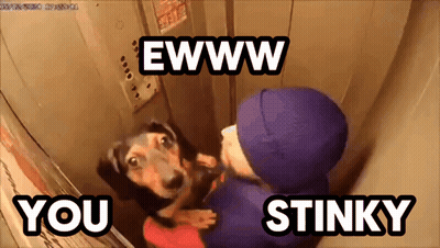 Dog Being Held In Elevator Saying Eww You Stinky GIF