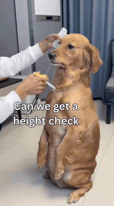 Dog Being Measured Can We Get A Height Check GIF