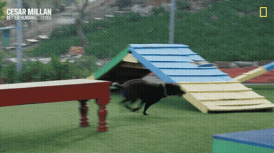 Dog Being Trained By Cesar Millan Better Human Better Dog GIF