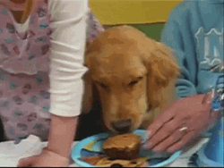 Dog Birthday Licking Cake GIF