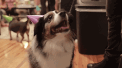 Dog Birthday Purple Party Hat GIF