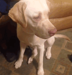 Dog Birthday Treat Surprise GIF