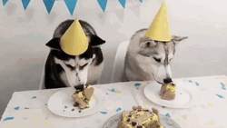 Dog Birthday Two Huskies Eating GIF