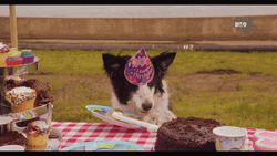 Dog Birthday Wanting Cake GIF