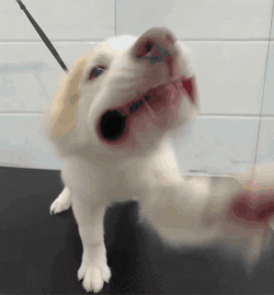 Dog Bite Yapping GIF