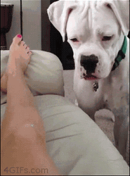 Dog Bites A Leg GIF