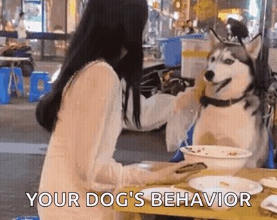 Dog Bites Flash GIF