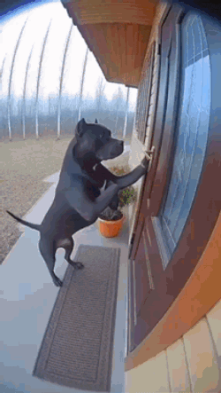 Dog Breathing Fire Meme Pitbull GIF