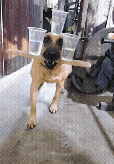 Dog Carrying Two Plastic Cups On A Stick GIF