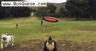 Dog Catches Frisbee In Field Www.busquese.com GIF