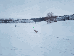Dog Catching Frisbee In The Snow GIF