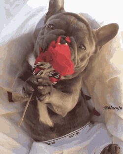 Dog Catiolo GIF