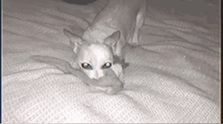 Dog Caught On Night Vision Biting Toy GIF