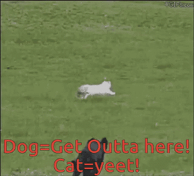 Dog Chasing Cat Get Me Outta Here GIF