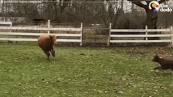 Dog Chasing Cute Cow