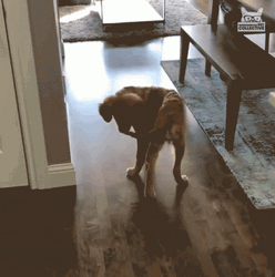 Dog Chasing Tail GIF