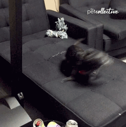 Dog Chasing Tail GIF
