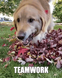Dog Chewing Fall Leaf Team Work GIF