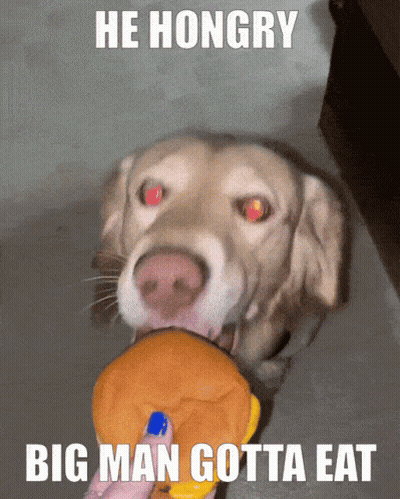 Dog Chewing Stuffed Animal He Hungry Big Man Gotta Eat GIF