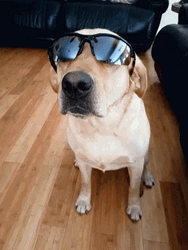 Dog Chill Vibe With Sunglasses GIF