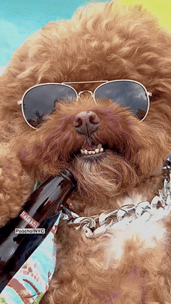 Dog Chilling Under The Sun GIF