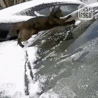 Dog Cleaning Snow Off Car Windshield GIF