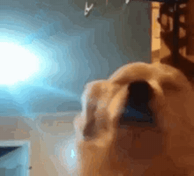 Dog Close Up Eyes Closed GIF