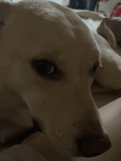 Dog Close Up Face With Person In Background GIF