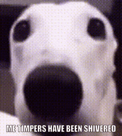 Dog Close Up Me Timbers Have Been Shivered GIF