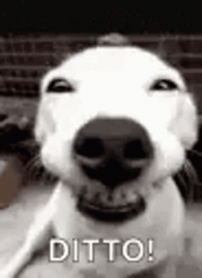 Dog Close Up Saying Ditto GIF