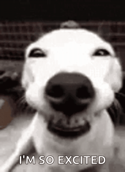 Dog Close Up Saying I'm So Excited GIF