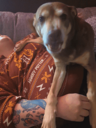 Dog Close Up Saying Let The Big Dogs Bark GIF