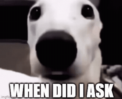 Dog Close Up Saying When Did I Ask GIF