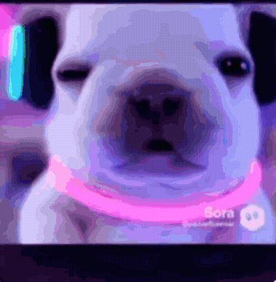 Dog Close Up Screen Saying Bora GIF