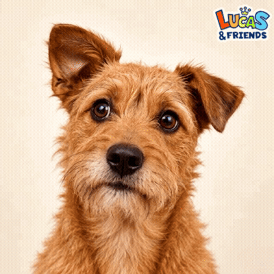 Dog Close Up With Lucas And Friends GIF