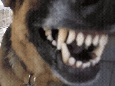 Dog Close Up With Mouth Open GIF