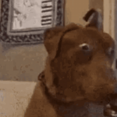 Dog Close Up With Piano In Background GIF