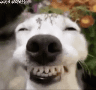 Dog Close Up With Teeth Showing GIF