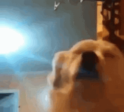 Dog Closing Eyes Dancing GIF