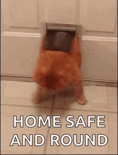 Dog Coming Out Of Dog Door Home Safe GIF